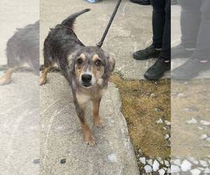 Australian Shepherd-Unknown Mix Dogs for adoption in Aurora, IN, USA