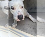 Small Staffordshire Bull Terrier
