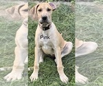 Puppy Pink Collar Great Dane