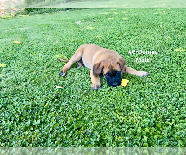 Medium Photo #22 American Mastiff-Saint Bernard Mix Puppy For Sale in HATCH, NM, USA