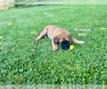 Small #21 American Mastiff-Saint Bernard Mix