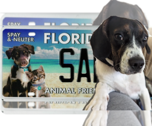 Boglen Terrier Puppy for sale in PALMA SOLA, FL, USA