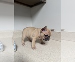 Small #2 French Bulldog