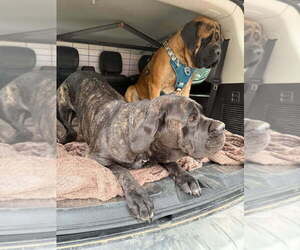 Mother of the Mastiff puppies born on 11/07/2025