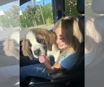 Small #6 Saint Bernard