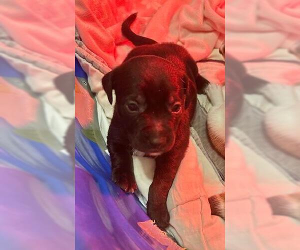 Medium Photo #1 Chiweenie Puppy For Sale in Los Angeles, CA, USA