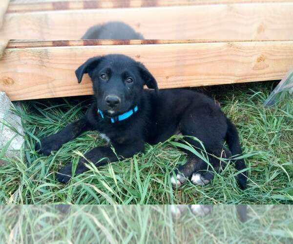Medium Photo #1 German Shepherd Dog Puppy For Sale in BATTLE GROUND, WA, USA