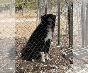 Great Pyrenees Puppy for sale in BURNET, TX, USA