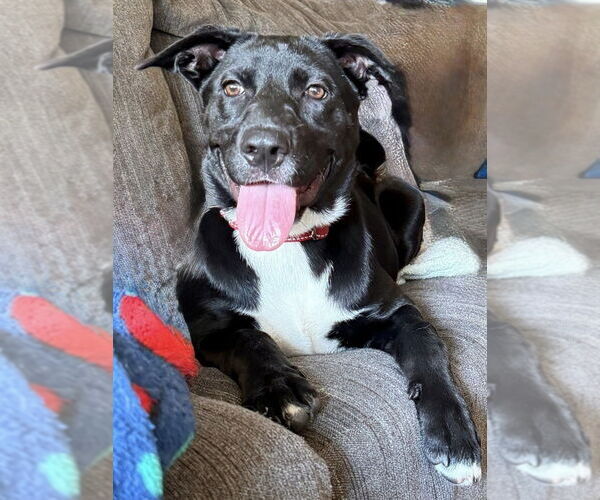 Medium Photo #36 Labrador Retriever-Unknown Mix Puppy For Sale in OKLAHOMA CITY, OK, USA
