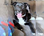 Small #35 Labrador Retriever Mix