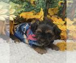 Small Photo #15 Shorkie Tzu Puppy For Sale in SELLERSBURG, IN, USA