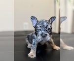 Small #8 French Bulldog