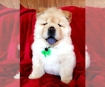 Small Photo #1 Chow Chow Puppy For Sale in MARTINTON, IL, USA