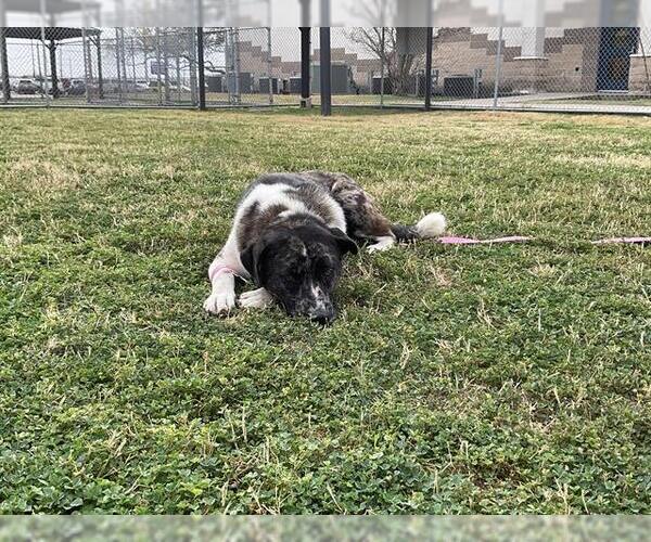 Medium Photo #3 Akita Puppy For Sale in Corpus Christi, TX, USA