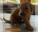Puppy Orange Goldendoodle