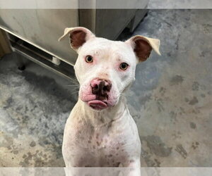Mutt Dogs for adoption in Grafton, WI, USA