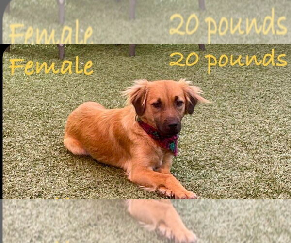 Medium Photo #4 Cockapoo (Miniature) Puppy For Sale in Escondido, CA, USA