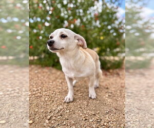 Matilda - Female Chiweenie Dog for Adoption - Photo #4