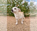 Small Photo #4 Chiweenie Puppy For Sale in PIPE CREEK, TX, USA