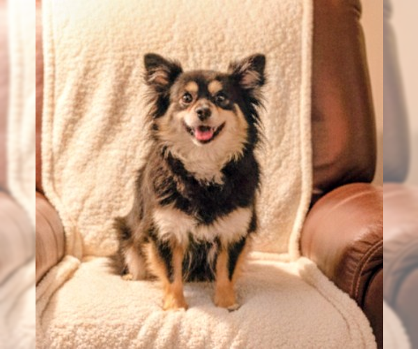 Medium Photo #1 Mutt Puppy For Sale in Vail, AZ, USA