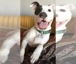 Small #5 Bulldog Mix