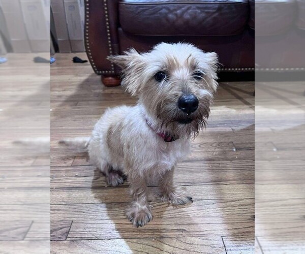 Medium Photo #2 Norwich Terrier Puppy For Sale in BAYTOWN, TX, USA