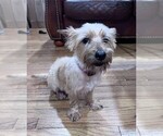 Small #1 Norwich Terrier