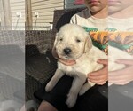 Puppy Puppy 3 Purple Golden Retriever
