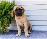 Small Photo #23 Mastiff Puppy For Sale in WAKARUSA, IN, USA