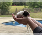 Puppy 5 Border Collie