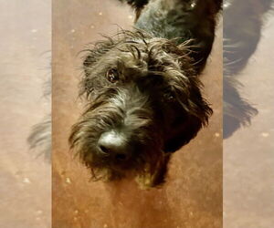 Mutt Dogs for adoption in San Diego , CA, USA