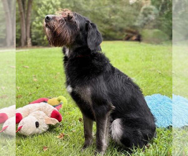 Medium Photo #2 Mutt Puppy For Sale in Yardley, PA, USA