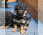 Small #8 German Shepherd Dog