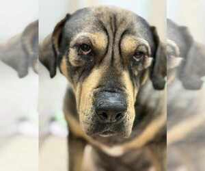 Masti-Bull Dogs for adoption in Martinsburg, WV, USA