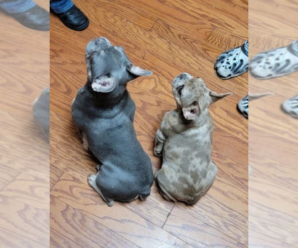Medium Photo #5 French Bulldog Puppy For Sale in SACRAMENTO, CA, USA