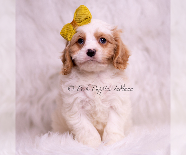 Medium Photo #1 Cavapoo (Miniature) Puppy For Sale in WARSAW, IN, USA