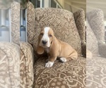 Small Photo #32 Basset Hound Puppy For Sale in ORLAND, CA, USA
