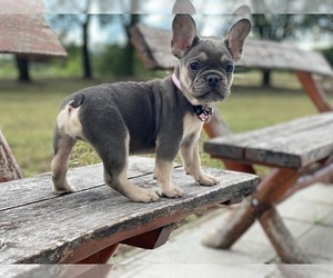 French Bulldog Puppy for sale in BROOKLYN, NY, USA