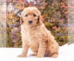Small Photo #1 Goldendoodle-Poodle (Miniature) Mix Puppy For Sale in MYERSTOWN, PA, USA