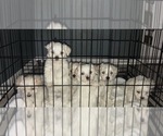 Small Photo #10 Maltese Puppy For Sale in RALEIGH, NC, USA