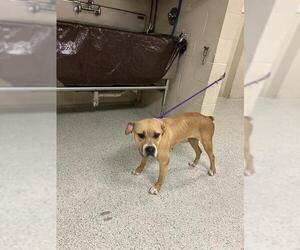American Pit Bull Terrier-Unknown Mix Dogs for adoption in Conroe, TX, USA