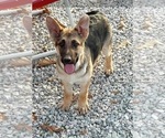 Small Photo #1 German Shepherd Dog Puppy For Sale in JAY, OK, USA