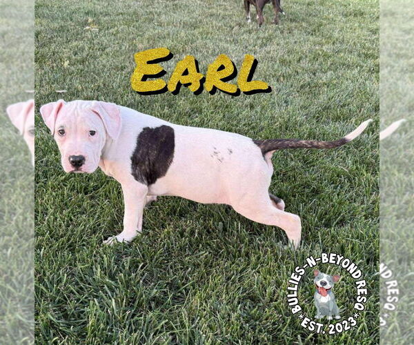 Medium Photo #4 Staffordshire Bull Terrier Puppy For Sale in Omaha, NE, USA
