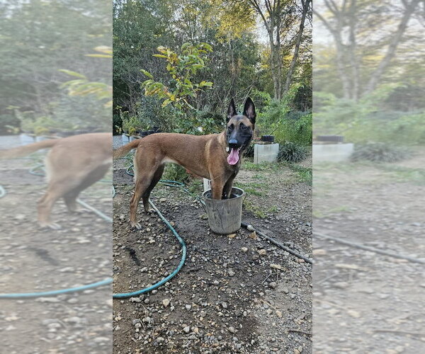 Medium Photo #4 Mutt Puppy For Sale in Imlay City, MI, USA