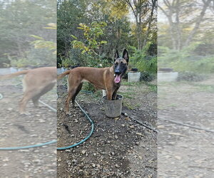 Big Tina - Located in Georgia - Female Mutt Dog for Adoption - Photo #4