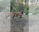Small #3 Mutt