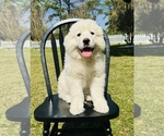 Small Photo #6 Great Pyrenees Puppy For Sale in OCALA, FL, USA