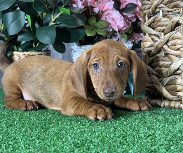 Medium Photo #4 Dachshund Puppy For Sale in CANOGA, NY, USA