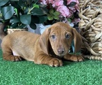 Small #3 Dachshund