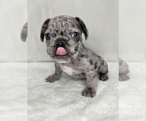 French Bulldog Puppy for sale in CHARLESTON, SC, USA